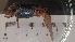  ( - CRDN60)  @11 [ ] Attribution by P. Govender (2021) J.Groeneveld Oceanographic Research Institute