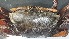  ( - CRDN72)  @11 [ ] Attribution by P. Govender (2021) J.Groeneveld Oceanographic Research Institute