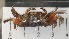  ( - CRDN73)  @11 [ ] Attribution by P. Govender (2021) J.Groeneveld Oceanographic Research Institute