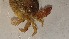  ( - CRDN95)  @11 [ ] Attribution by P. Govender (2021) J.Groeneveld Oceanographic Research Institute