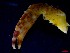  ( - CRDN96)  @11 [ ] Attribution by P. Govender (2021) J.Groeneveld Oceanographic Research Institute