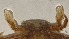  ( - CRDN96)  @11 [ ] Attribution by P. Govender (2021) J.Groeneveld Oceanographic Research Institute