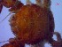  ( - SM-AG-11)  @11 [ ] Attribution by P. Govender (2021) J.Groeneveld Oceanographic Research Institute