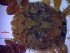  ( - SM-AG-12)  @11 [ ] Attribution by P. Govender (2021) J.Groeneveld Oceanographic Research Institute