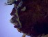  ( - SM-AG-13)  @11 [ ] Attribution by P. Govender (2021) J.Groeneveld Oceanographic Research Institute