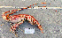  (Palinurus delagoae - Lobster2)  @11 [ ] cc-by-sa (2024) Oceanographic Research Institute Oceanographic Research Institute