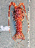  ( - Lobster2)  @11 [ ] cc-by-sa (2024) Oceanographic Research Institute Oceanographic Research Institute