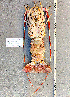  ( - Lobster2)  @11 [ ] cc-by-sa (2024) Oceanographic Research Institute Oceanographic Research Institute