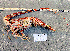  ( - Lobster3)  @11 [ ] cc-by-sa (2024) Oceanographic Research Institute Oceanographic Research Institute