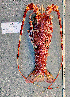  ( - Lobster3)  @11 [ ] cc-by-sa (2024) Oceanographic Research Institute Oceanographic Research Institute