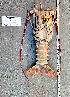  ( - Lobster3)  @11 [ ] cc-by-sa (2024) Oceanographic Research Institute Oceanographic Research Institute