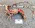  ( - Lobster4)  @11 [ ] cc-by-sa (2024) Oceanographic Research Institute Oceanographic Research Institute