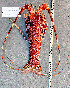  ( - Lobster4)  @11 [ ] cc-by-sa (2024) Oceanographic Research Institute Oceanographic Research Institute