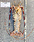  ( - Lobster4)  @11 [ ] cc-by-sa (2024) Oceanographic Research Institute Oceanographic Research Institute