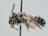  ( - OSAC_0001300216)  @11 [ ] CreativeCommons  Attribution (by) (2023) Pollinator Health Lab Oregon State University