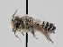  ( - OSAC_0001300222)  @11 [ ] CreativeCommons  Attribution (by) (2023) Pollinator Health Lab Oregon State University