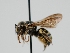  ( - OSAC_0001300409)  @11 [ ] CreativeCommons  Attribution (by) (2023) Pollinator Health Lab Oregon State University
