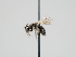  ( - OSAC_0001300463)  @11 [ ] CreativeCommons  Attribution (by) (2023) Pollinator Health Lab Oregon State University