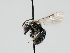  ( - OSAC_0001300534)  @11 [ ] CreativeCommons  Attribution (by) (2023) Pollinator Health Lab Oregon State University