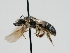  ( - OSAC_0001300535)  @11 [ ] CreativeCommons  Attribution (by) (2023) Pollinator Health Lab Oregon State University