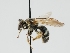  ( - OSAC_0001300543)  @11 [ ] CreativeCommons  Attribution (by) (2023) Pollinator Health Lab Oregon State University