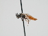  ( - OSAC_0001300563)  @11 [ ] CreativeCommons  Attribution (by) (2023) Pollinator Health Lab Oregon State University