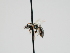 ( - OSAC_0001300588)  @11 [ ] CreativeCommons  Attribution (by) (2023) Pollinator Health Lab Oregon State University