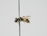  ( - OSAC_0001300655)  @11 [ ] CreativeCommons  Attribution (by) (2023) Pollinator Health Lab Oregon State University