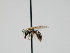  ( - OSAC_0001300665)  @11 [ ] CreativeCommons  Attribution (by) (2023) Pollinator Health Lab Oregon State University