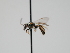  ( - OSAC_0001300751)  @11 [ ] CreativeCommons  Attribution (by) (2023) Pollinator Health Lab Oregon State University