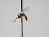  ( - OSAC_0001300752)  @11 [ ] CreativeCommons  Attribution (by) (2023) Pollinator Health Lab Oregon State University