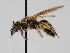  ( - OSAC_0001300754)  @11 [ ] CreativeCommons  Attribution (by) (2023) Pollinator Health Lab Oregon State University