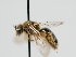  ( - OSAC_0001301371)  @11 [ ] CreativeCommons  Attribution (by) (2024) Pollinator Health Lab Oregon State University