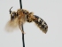  ( - OSAC_0001301372)  @11 [ ] CreativeCommons  Attribution (by) (2024) Pollinator Health Lab Oregon State University