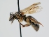  ( - OSAC_0001301373)  @11 [ ] CreativeCommons  Attribution (by) (2024) Pollinator Health Lab Oregon State University