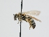  ( - OSAC_0001301379)  @11 [ ] CreativeCommons  Attribution (by) (2024) Pollinator Health Lab Oregon State University