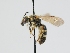  ( - OSAC_0001301380)  @11 [ ] CreativeCommons  Attribution (by) (2024) Pollinator Health Lab Oregon State University