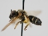  ( - OSAC_0001301656)  @11 [ ] CreativeCommons  Attribution (by) (2024) Pollinator Health Lab Oregon State University