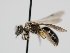  ( - OSAC_0001301650)  @11 [ ] CreativeCommons  Attribution (by) (2024) Pollinator Health Lab Oregon State University