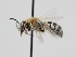  ( - OSAC_0001301653)  @11 [ ] CreativeCommons  Attribution (by) (2024) Pollinator Health Lab Oregon State University