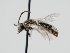  ( - OSAC_0001301677)  @11 [ ] CreativeCommons  Attribution (by) (2024) Pollinator Health Lab Oregon State University