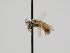  ( - OSAC_0001301690)  @11 [ ] CreativeCommons  Attribution (by) (2024) Pollinator Health Lab Oregon State University