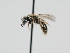  ( - OSAC_0001301687)  @11 [ ] CreativeCommons  Attribution (by) (2024) Pollinator Health Lab Oregon State University