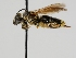  ( - OSAC_0001301695)  @11 [ ] CreativeCommons  Attribution (by) (2024) Pollinator Health Lab Oregon State University