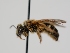  ( - OSAC_0001301696)  @11 [ ] CreativeCommons  Attribution (by) (2024) Pollinator Health Lab Oregon State University