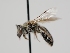  ( - OSAC_0001301697)  @11 [ ] CreativeCommons  Attribution (by) (2024) Pollinator Health Lab Oregon State University