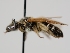  ( - OSAC_0001301705)  @11 [ ] CreativeCommons  Attribution (by) (2024) Pollinator Health Lab Oregon State University