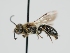  ( - OSAC_0001301715)  @11 [ ] CreativeCommons  Attribution (by) (2024) Pollinator Health Lab Oregon State University