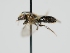  ( - OSAC_0001301716)  @11 [ ] CreativeCommons  Attribution (by) (2024) Pollinator Health Lab Oregon State University