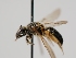  ( - OSAC_0001301708)  @11 [ ] CreativeCommons  Attribution (by) (2024) Pollinator Health Lab Oregon State University